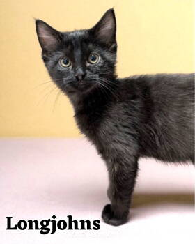 Rescue Domestic Short Hair Cats for Adoption in Denver, Colorado - Longjohns | PetCurious