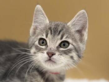 Daphne -  Domestic Short Hair Cat for Adoption in Portland, Oregon - Daphne | PetCurious
