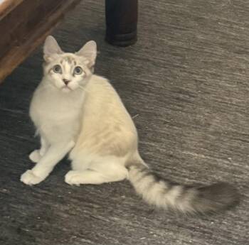 Bogart 0472 -  Siamese and Domestic Long Hair Cat for Adoption in Dallas, Texas - Bogart 0472 | PetCurious