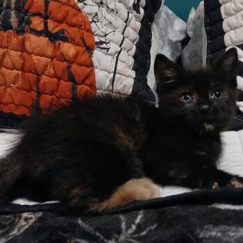 Catsy Cline -  Domestic Short Hair Cat for Adoption in Winchester, Virginia - Catsy Cline | PetCurious