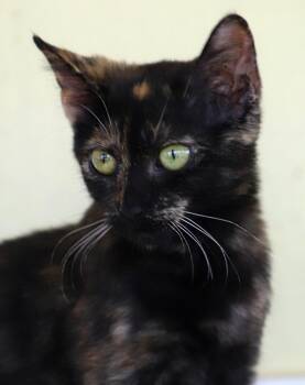 Rescue Domestic Short Hair Cats for Adoption in North Fort Myers, Florida - Alana | PetCurious