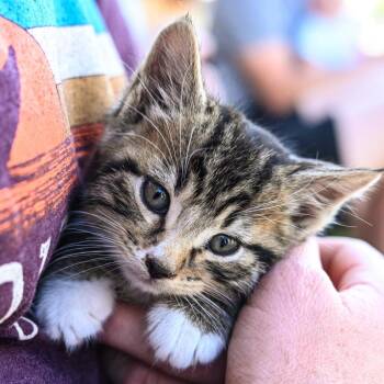 Milo -  Domestic Short Hair Cat for Adoption in Layton, Utah - Milo | PetCurious