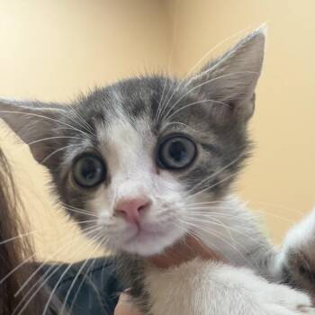 FWT Zyler -  Domestic Short Hair Cat for Adoption in Midland, Texas - FWT Zyler | PetCurious