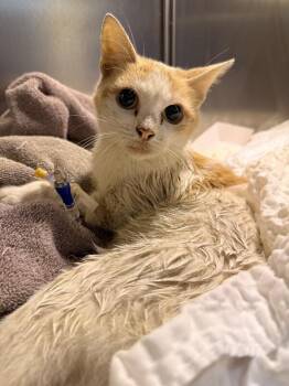 Bread Crumb -  Domestic Short Hair Cat for Adoption in Cincinnati, Ohio - Bread Crumb | PetCurious