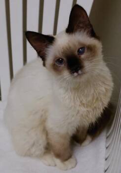 Frey -  Siamese and Domestic Short Hair Cat for Adoption in Baraboo, Wisconsin - Frey | PetCurious