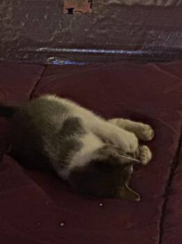 Pepe -  Domestic Short Hair Cat for Adoption in Wheaton, Illinois - Pepe | PetCurious