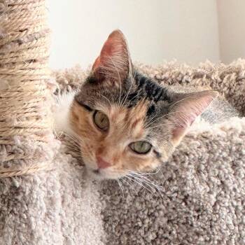 Mia and Nina (bonded sisters) -  Domestic Short Hair Cat for Adoption in Charleston, South Carolina - Mia And Nina (bonded Sisters) | PetCurious