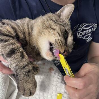 Dude -  Domestic Short Hair Cat for Adoption in Ashland, Massachusetts - Dude | PetCurious