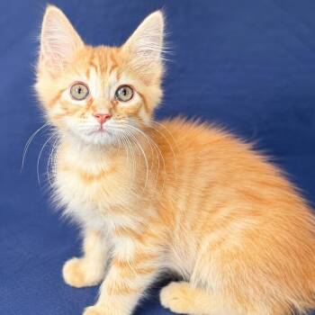 Bennett -  Domestic Long Hair Cat for Adoption in Huntsville, Alabama - Bennett | PetCurious
