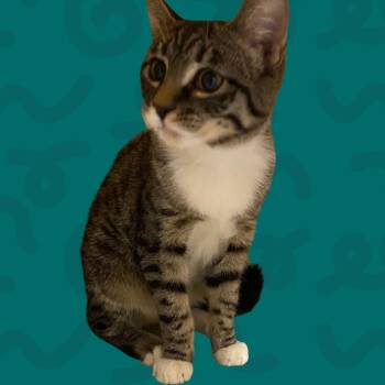 Mikasa -  Domestic Short Hair Cat for Adoption in Reno, Nevada - Mikasa | PetCurious