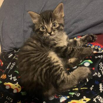 Domestic Short Hair Cats Available for Adoption in Asheville, North Carolina - Abbot | PetCurious