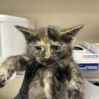 Pepper -  Domestic Short Hair Cat for Adoption in Reno, Nevada - Pepper | PetCurious