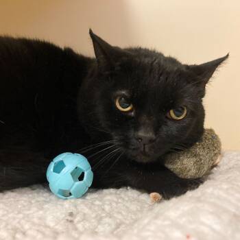 Rescue Domestic Short Hair Cats for Adoption in Dayton, Ohio - Charlie | PetCurious