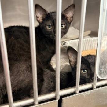 Domestic Short Hair Cats Available for Adoption in Hawthorne, California - Lychee | PetCurious