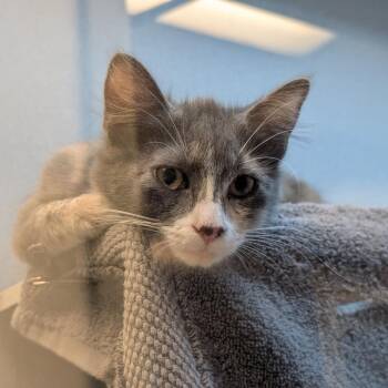 Maki -  Domestic Short Hair Cat for Adoption in Pittsburgh, Pennsylvania - Maki | PetCurious
