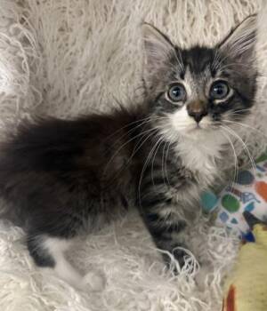 Key -  Domestic Medium Hair and Domestic Short Hair Cat for Adoption in Conway, South Carolina - Key | PetCurious
