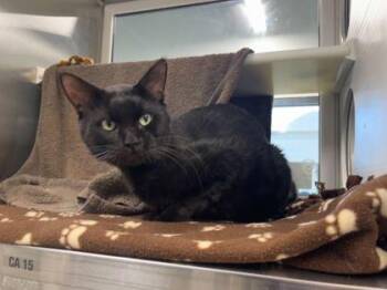 October Rust -  Domestic Short Hair Cat for Adoption in Kansas City, Missouri - October Rust | PetCurious