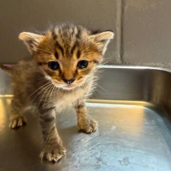 George -  Domestic Short Hair Cat for Adoption in Tuscaloosa, Alabama - George | PetCurious
