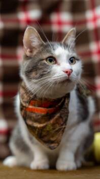 Rescue Domestic Short Hair Cats for Adoption in Alexandria, Indiana - Scampi | PetCurious