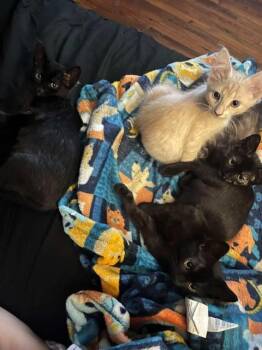 Domestic Short Hair Cats Available for Adoption - McMuffin | PetCurious