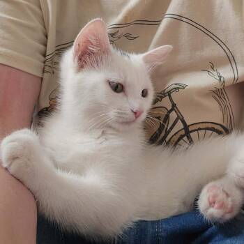 Snowball Murphy -  Domestic Medium Hair Cat for Adoption in Eagle Mountain, Utah - Snowball Murphy | PetCurious