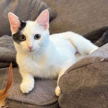 Rescue Domestic Short Hair Cats for Adoption in Mauldin, South Carolina - Betsy | PetCurious