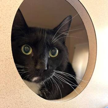 Sylvester -  Domestic Short Hair Cat for Adoption in Gloucester, Virginia - Sylvester | PetCurious