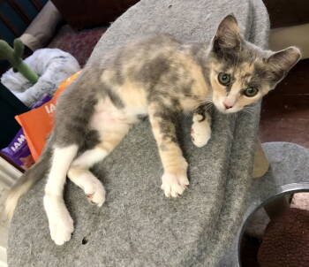 Rescue Dilute Tortoiseshell Cats for Adoption in Napa, California - Oasis Napa | PetCurious