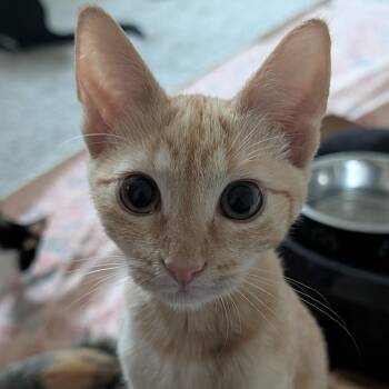 Molly -  Domestic Short Hair Cat for Adoption in Houston, Texas - Molly | PetCurious