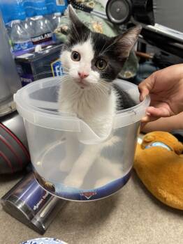 Rescue Domestic Short Hair Cats for Adoption in Pinole, California - LOCO | PetCurious