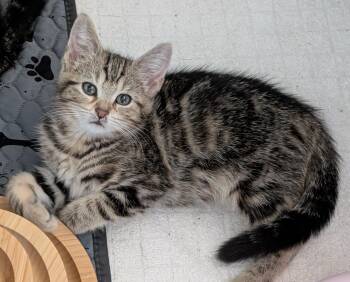 Rescue Siberian and Domestic Medium Hair Cats for Adoption in San Diego, California - Taco | PetCurious