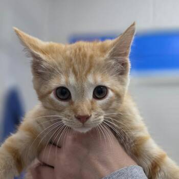 Momo -  Domestic Short Hair Cat Available for Adoption in Huntsville, Alabama - Momo | PetCurious