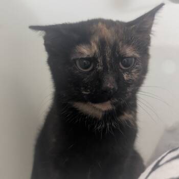 Rescue Domestic Short Hair Cats for Adoption in Jefferson City, Tennessee - Turtle | PetCurious