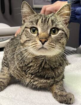 Bando -  Domestic Short Hair Cat for Adoption in Johnston, Rhode Island - Bando | PetCurious