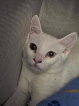 Buzz Bee -  Domestic Short Hair Cat for Adoption in Roseville, California - Buzz Bee | PetCurious