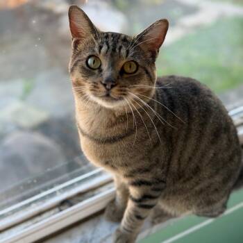 Pops -  Domestic Short Hair Cat for Adoption in Columbus, Ohio - Pops | PetCurious
