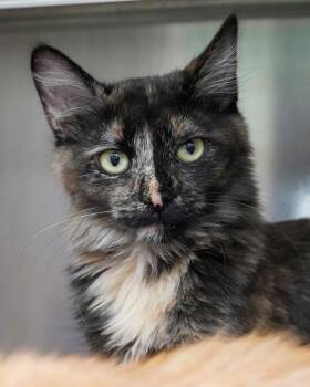Jenna Rae -  Domestic Medium Hair Cat for Adoption in Novato, California - Jenna Rae | PetCurious