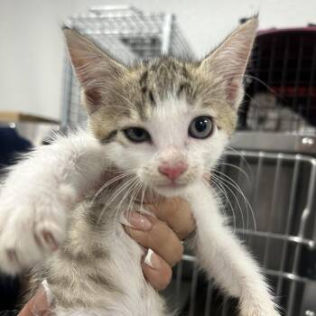 AHNJ-Stray-121032 -  Domestic Short Hair Cat for Adoption in Newark, New Jersey - AHNJ-Stray-121032 | PetCurious