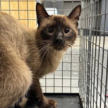 Duck -  Domestic Short Hair Cat for Adoption in Columbiana, Alabama - Duck | PetCurious