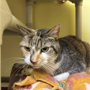 Domestic Short Hair Cats Available for Adoption in Bedford, New Hampshire - Fubs | PetCurious