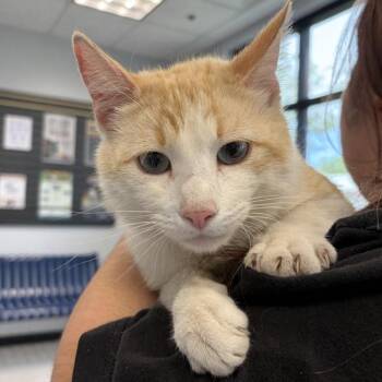 Domestic Short Hair Cats Available for Adoption in Des Moines, Iowa - Pickle | PetCurious