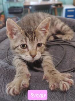 Rescue Domestic Short Hair Cats for Adoption in Snyder, Texas - Syzygy | PetCurious