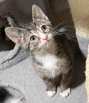 Rescue Domestic Short Hair Cats for Adoption in East Hanover, New Jersey - Jasper | PetCurious