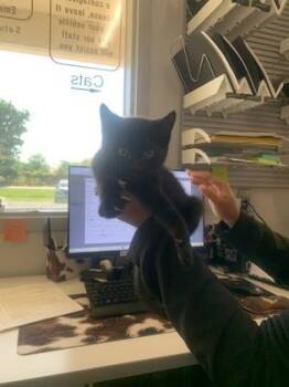 Domestic Short Hair Cats Available for Adoption in Shreveport, Louisiana - Ebony | PetCurious