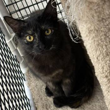 Delilah & Dunkin bonded pair -  Tortoiseshell Cat for Adoption in Frederick, Maryland - Delilah & Dunkin Bonded Pair | PetCurious