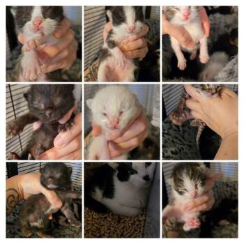 Domestic Short Hair Cats Available for Adoption - Turtleneck | PetCurious