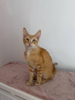 SIMON -  Tabby Cat for Adoption in New York, New York - SIMON | PetCurious
