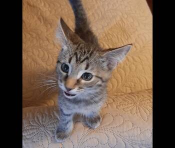 Joey -  Tabby Cat for Adoption in Redlands, California - Joey | PetCurious
