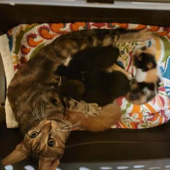 FeeBee  Kitten 3 -  Domestic Short Hair Cat for Adoption in Baytown, Texas - FeeBee  Kitten 3 | PetCurious