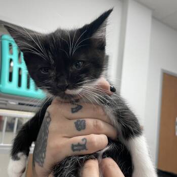 Rescue Domestic Short Hair Cats for Adoption in Dickinson, Texas - Helios | PetCurious